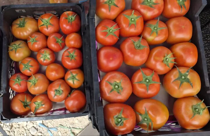 صادرات ۱۰ هزار تن گوجه‌فرنگی زرین‌دشت به کشورهای حاشیه خلیج فارس و پاکستان