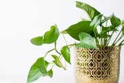 نکاتی برای مراقبت از گیاهان آپارتمانی