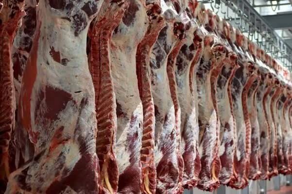 وفور دام در آستانه پاییز؛ قیمت گوشت پایین میآید؟