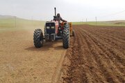 آغاز کشت صیفی‌جات در نی‌ریز/ ۳۵۰ هکتار از اراضی زیر کشت می‌رود