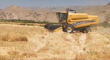 برداشت ۴۲ هزار تن جو در فسا به پایان رسید