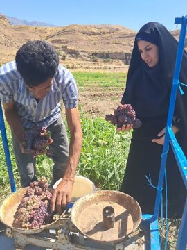 آغاز برداشت انگور یاقوتی در آبدانان