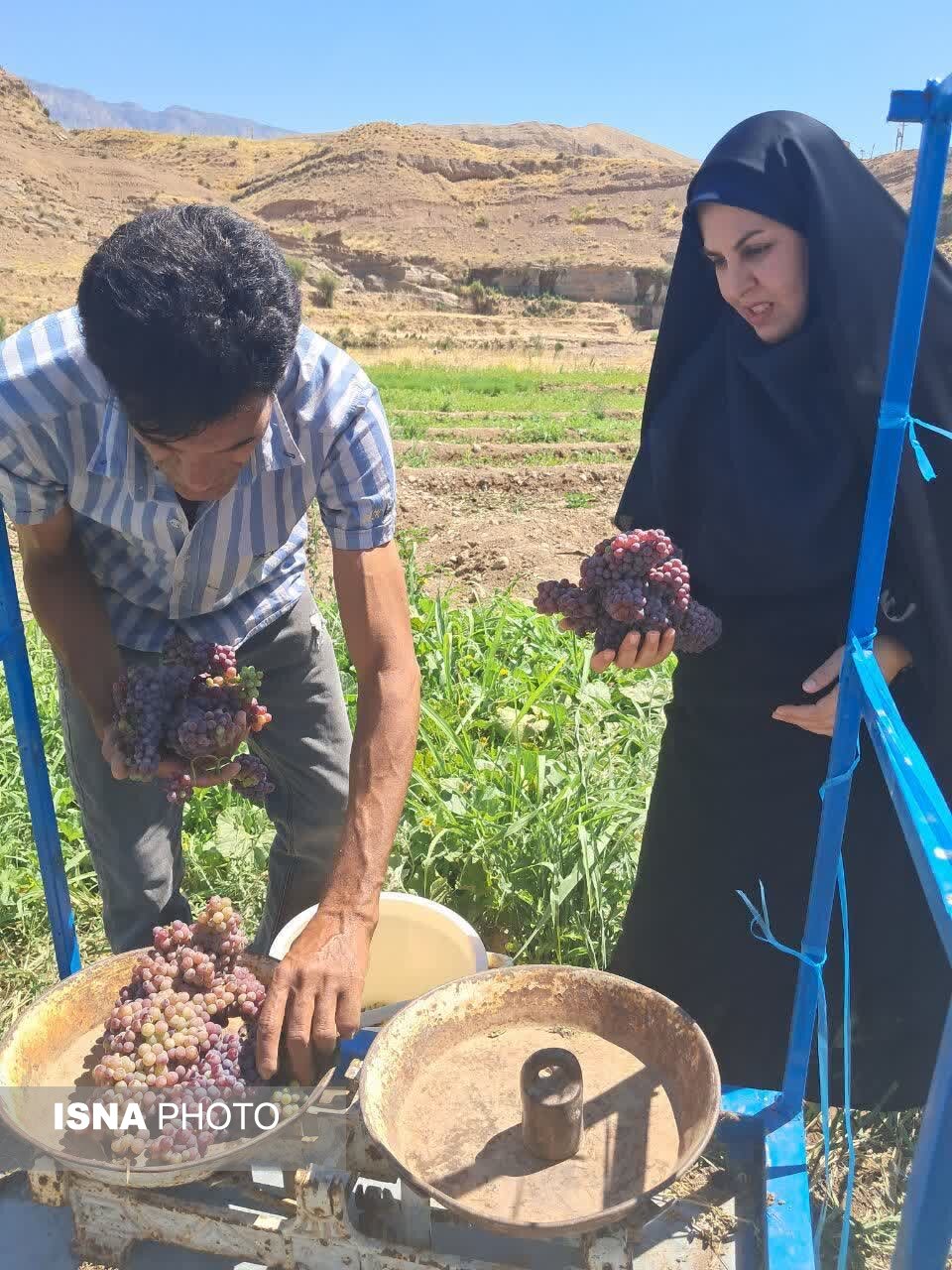 Ruby Grape Harvest Began in Abdanan