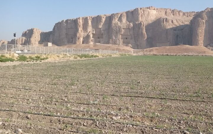 کشت محصولات پرآببر در اطراف نقش رستم همچنان ادامه دارد/ ضرورت مدیریت منابع آبی