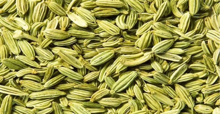 قطب تولید رازیانه کشور در مسیر بورس و صنایع تبدیلی