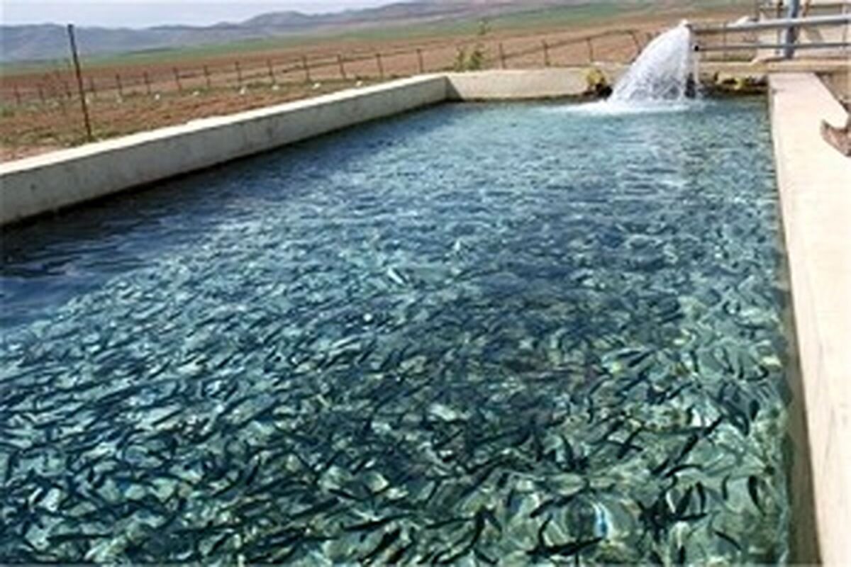 Release of Over 5 Million Fry in Hamadan Ponds