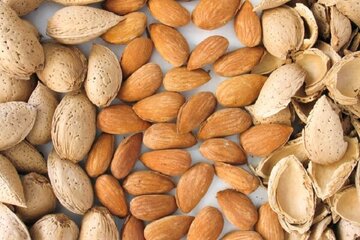 بادام؛ خوراکی محبوب با ارزش تغذیه‌ای بالا و اهمیت کشاورزی