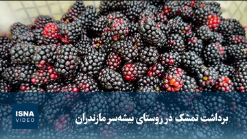 ویدیو/ برداشت تمشک در روستای بیشه‌سر مازندران