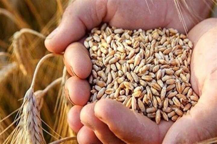 برداشت بیش از ۷۰ تن بذر گواهی‌ شده گندم در خاش برای نخستین بار