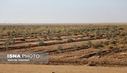 آغاز مطالعات پروژه راهبردی پارک جنگلی ایرانشهر