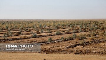 آغاز مطالعات پروژه راهبردی پارک جنگلی ایرانشهر