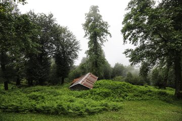 ییلاقات سوادکوه؛ پناهگاه خنک در اوج گرمای تابستان