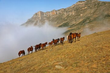 اسبهای وحشی طبیعت کوهستانی نجارکلا سوادکوه