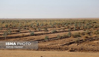 آغاز مطالعات پروژه راهبردی پارک جنگلی ایرانشهر