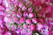 صادرات گل‌محمدی ارگانیک فارس با برند ایرانی به بازار فرانسه
