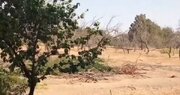 بخشی از هویت کرج خشک شد/ قطع سهمیه آب باغات کلاک از رودخانه کرج