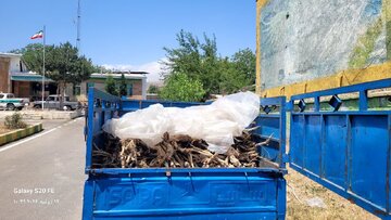 توقیف دو خودروی حامل چوب قاچاق از گونه تاغ در ساری