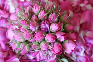 صادرات گل‌ محمدی ارگانیک فارس با برند ایرانی به بازار فرانسه
