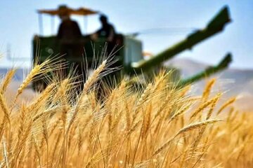 پیش‌بینی خرید تضمینی بیش از ۹۰ هزار تن گندم از دهقانان کبودراهنگی