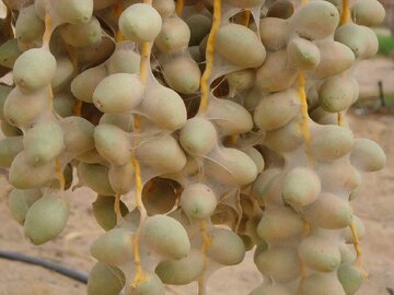 آغاز مبارزه با کنه گردآلود خرما در ۸۰۰ هکتار از نخیلات گراش فارس