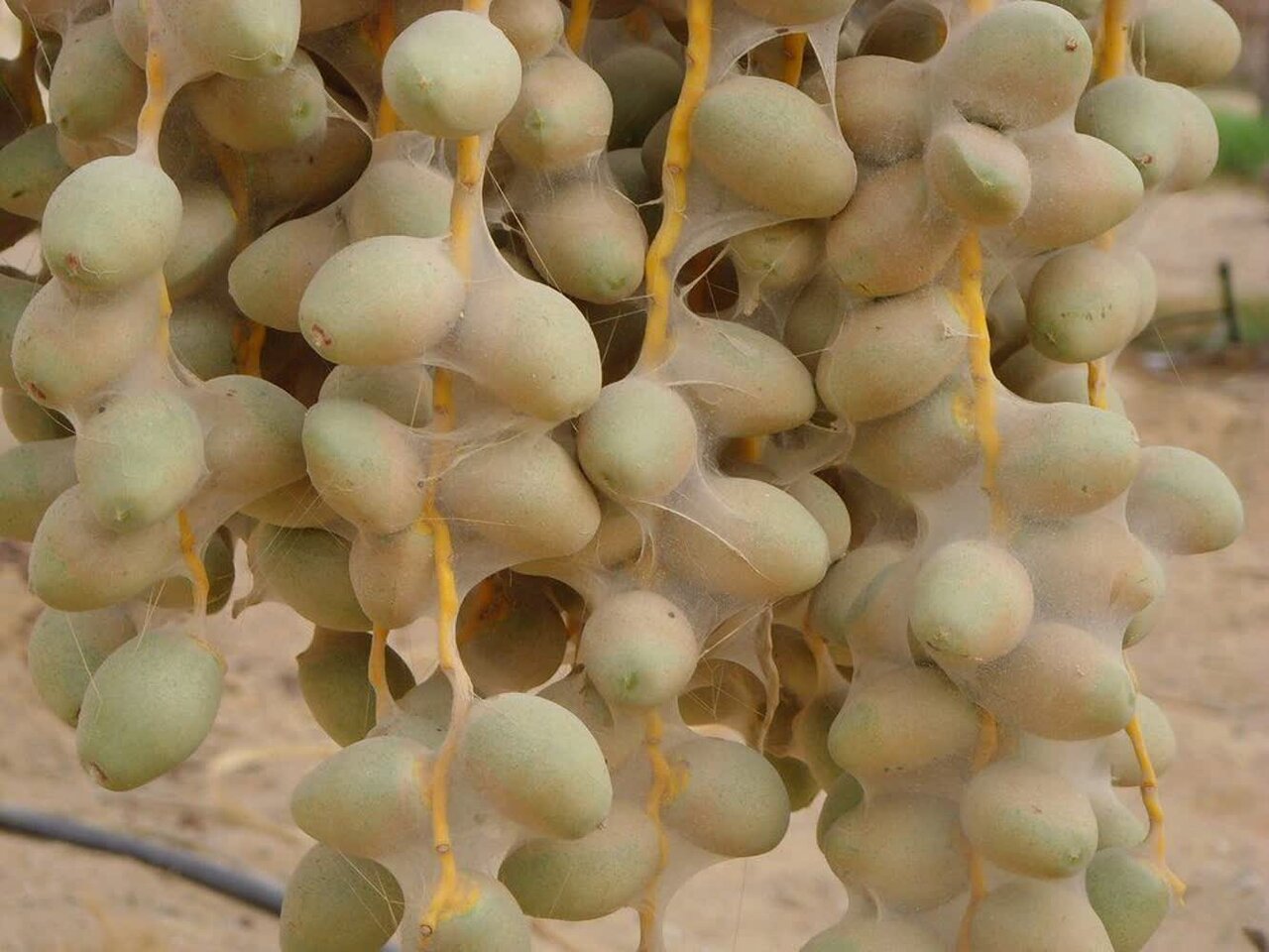 آغاز مبارزه با کنه گردآلود خرما در ۸۰۰ هکتار از نخیلات گراش فارس