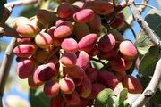 پیش‌بینی برداشت امسال ۵۰ تن پسته از سطح  باغات همدان