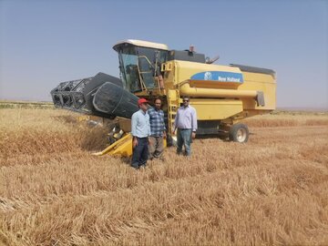 آغاز برداشت گندم از ۲۷۰۰ هکتار از مزارع سرچهان فارس