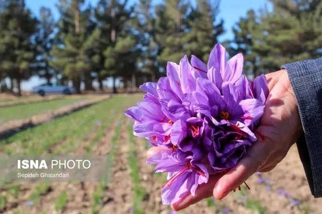 صدور پروانه کاربرد علامت استاندارد برای عصاره مایع زعفران در خراسان جنوبی