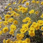 لرستان می‌تواند به هاب منطقه‌ای گیاهان دارویی زاگرس تبدیل شود