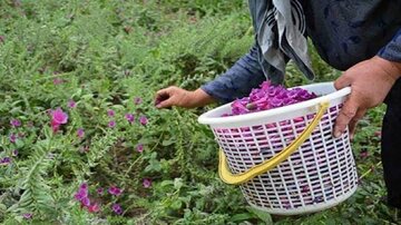 استقرار معاونت گیاهان دارویی در لرستان؛ فرصتی برای جهش اقتصاد دانش‌بنیان و توسعه پایدار