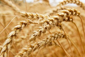 خرید بیش از ۵۰۰۰  تن گندم از کشاورزان ملایری