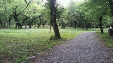 استقرار گشت‌های موتوری مبارزه با آتش سوزی
علف‌های هرز در بوستان‌ها و عرصه‌های جنگلی تهران