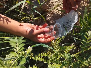 قرارداد ۲۱۰۰ هکتاری امسال رها سازی زنبور «براکون و تریکوگراما» در مزارع همدان
