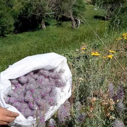 کردستان، سرزمین گیاهان دارویی ایران؛ گنجینه‌ای کم‌نظیر تا زنگ خطر انقراض گونه‌های ارزشمند