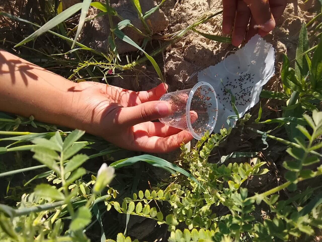 2100-hectare contract for releasing 'Bracon and Trichogramma' wasps in Hamadan