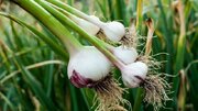 ورود موسیر همدان در صنایع بزرگ کشاورزی/ پیگیری‌ ویژه برای ثبت برندسازی موسیر حبشی