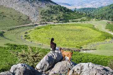 دشت مرکوه؛ جلوه‌ای از طبیعت زیبای استان گلستان - عکس منتخب