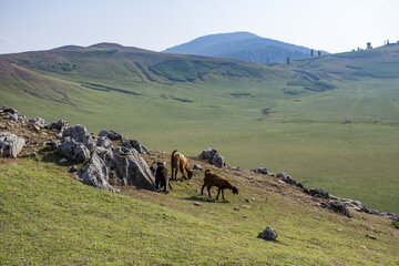 دشت مرکوه؛ جلوه‌ای از طبیعت زیبای استان گلستان