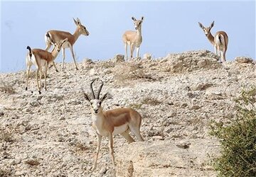 پاسخ سازمان حفاظت محیط زیست به اخباری درباره آهوهای جزیره خارگ