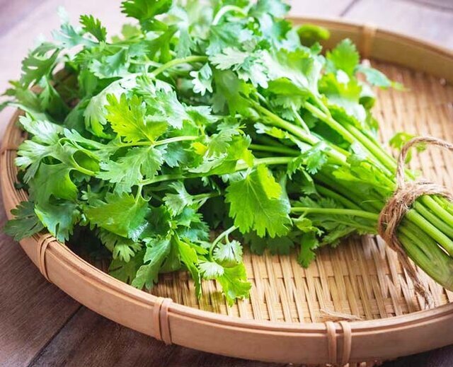 Forecast of over 5,000 tons of sugar beet harvest in Gachsaran