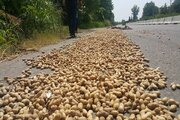 بذری که «ابراهیم پورداود» از بیروت آورد/ آغاز کشت بادام زمینی در گیلان