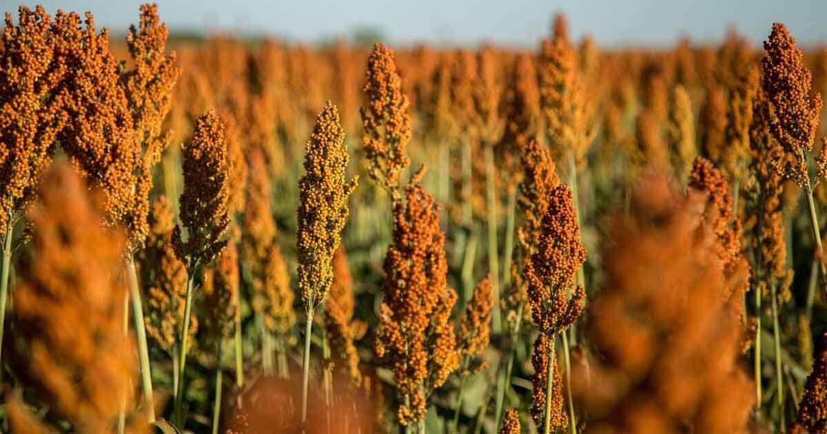 کشت سورگوم در بیش از ۸۰۰ هکتار از اراضی کشاورزی زهک