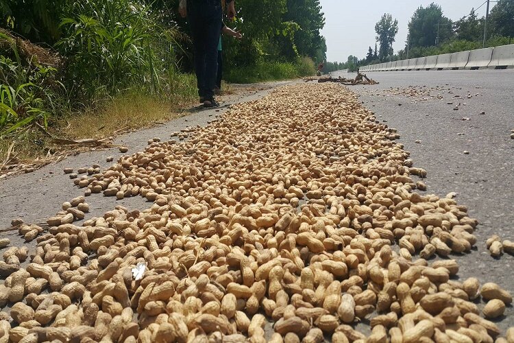 آغاز کشت بادام زمینی در گیلان