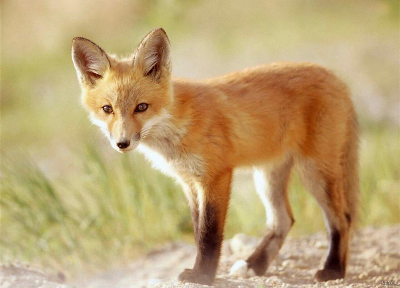 Fox rescued from illegal hunter in Hamadan