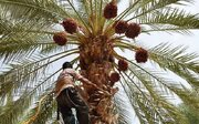 آغاز برداشت خرمای زودرس در دلگان/ 
پیش‌بینی تولید بیش از ۵۰ هزار تن