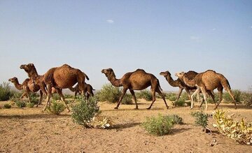 خروج ۴۵۰ شتر از بستر خشکیده تالاب هامون
