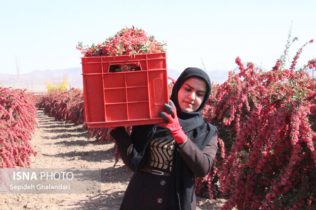 از زنجیره ارزش تا توانمندسازی زنان روستایی، نسخه جهاد کشاورزی برای پایان خام‌فروشی