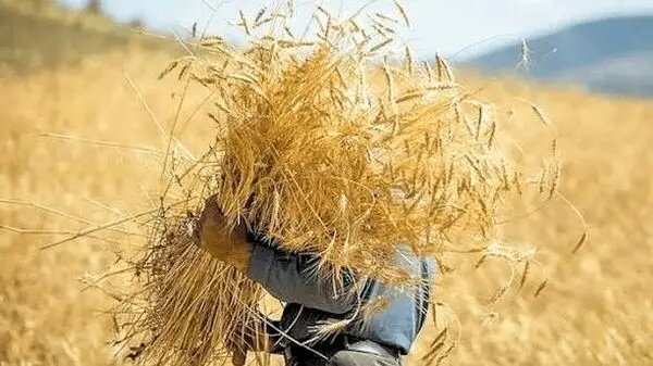 تاکید رئیس سازمان جهاد کشاورزی همدان بر ضرورت  پرداخت به‌موقع مطالبات گندمکاران