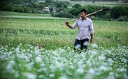 پیش‌بینی برداشت بیش از ۱۳ هزار و  ۴۴۶ تن گشنیز از سطح مزارع همدان