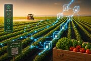 غلبه بر تقلب و آلودگی غذایی با «فناوری بلاک‌چین»